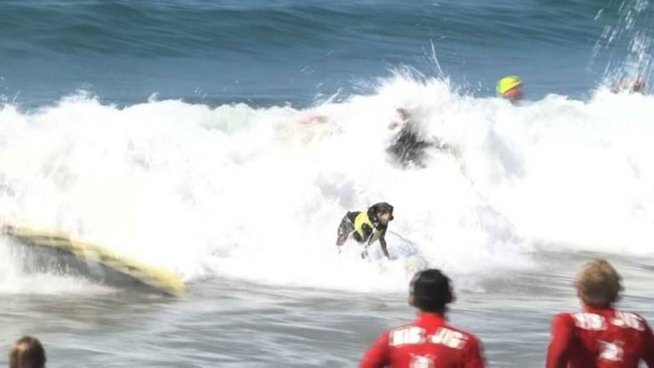 Etats-Unis: compétition de surf canin en Californie