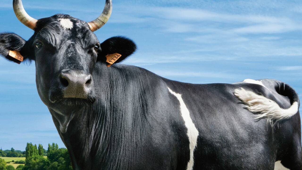VIDÉO - Fine, vache bretonne Pie-Noir et égérie du Salon de l'agriculture