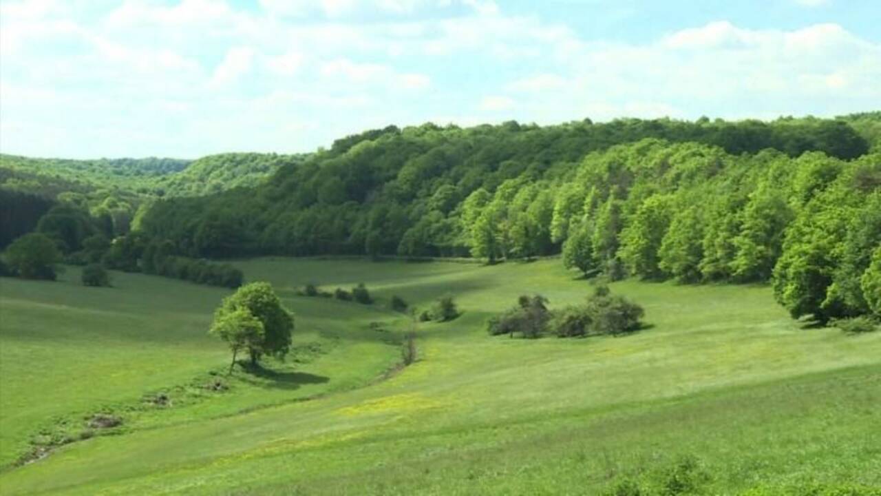 VIDÉO - Entre Champagne et Bourgogne, le premier parc national dédié à la forêt