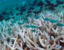 VIDÉO - Grande Barrière de corail : les ravages du blanchissement