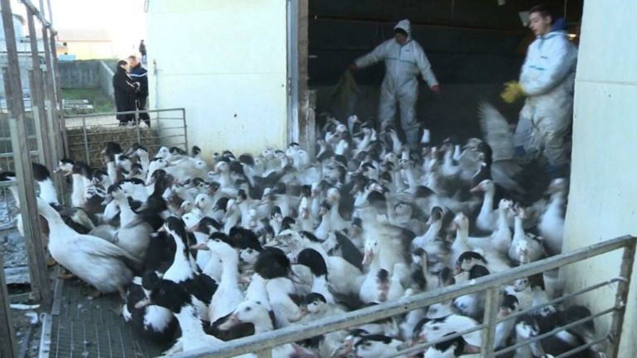 Grippe aviaire: l'abattage des canards se poursuit dans le Gers
