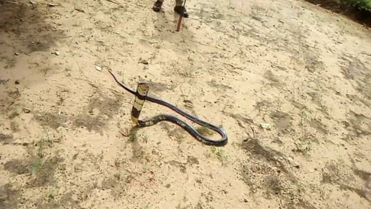 Guinée-Bissau: les serpents envahissent des îles paradisiaques