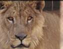 Il faut sauver Simba, le lion de Mossoul