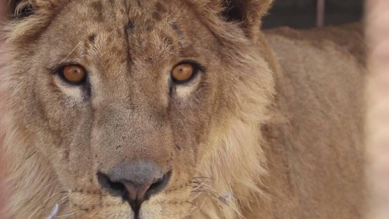 VIDÉO - Au secours des deux survivants du zoo de Mossoul