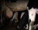 Images chocs de vaches en gestation abattues