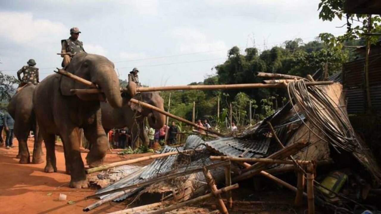 Inde: des éléphants utilisés comme engins de chantier