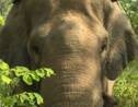 Indonésie: des cornacs à la rescousse des éléphants de Sumatra