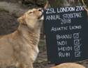Inventaire annuel des animaux du zoo de Londres