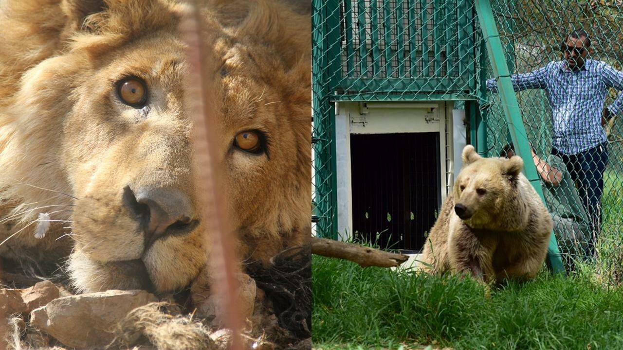 VIDÉO - Opération sauvetage des deux survivants du zoo de Mossoul