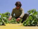 Israël: de la high-tech aux légumes bio au pays des startups
