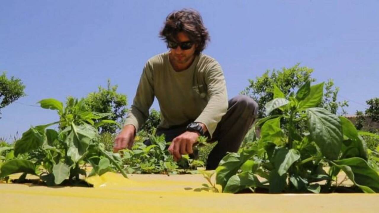 Israël: de la high-tech aux légumes bio au pays des startups