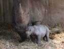 Israël: naissance rare d'un rhinocéros blanc dans un zoo
