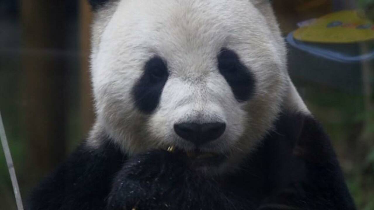 Japon : espoirs de bébé panda géant après un rare accouplement