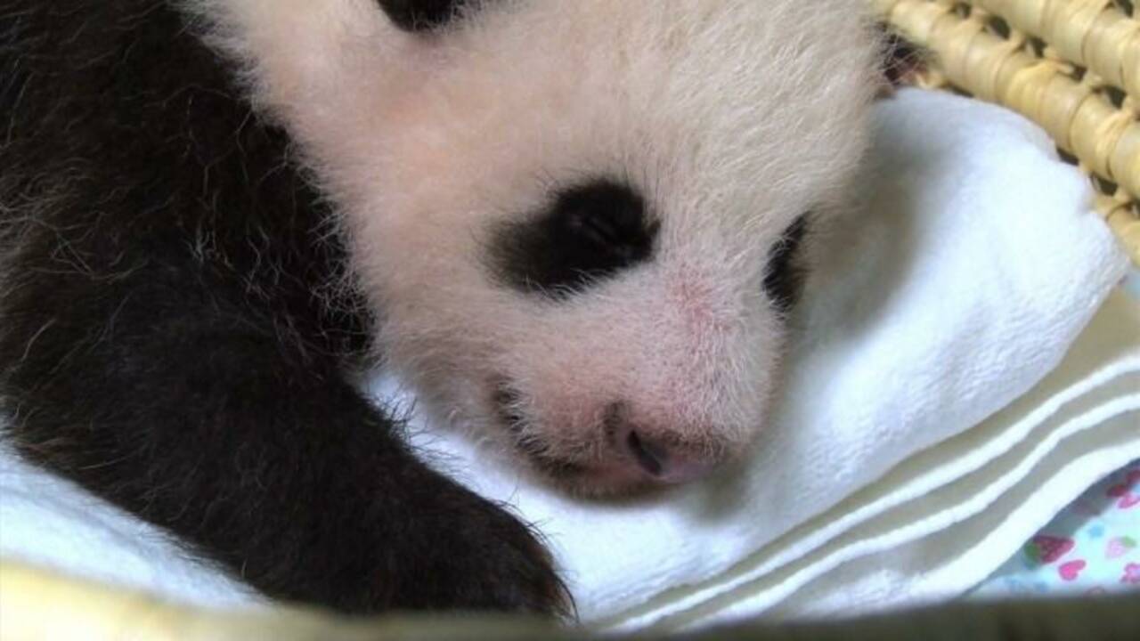 Japon: le bébé panda du zoo de Tokyo atteint 50 jours