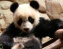 VIDÉO – Au zoo de Beauval, Yuan Meng le panda fête son premier anniversaire