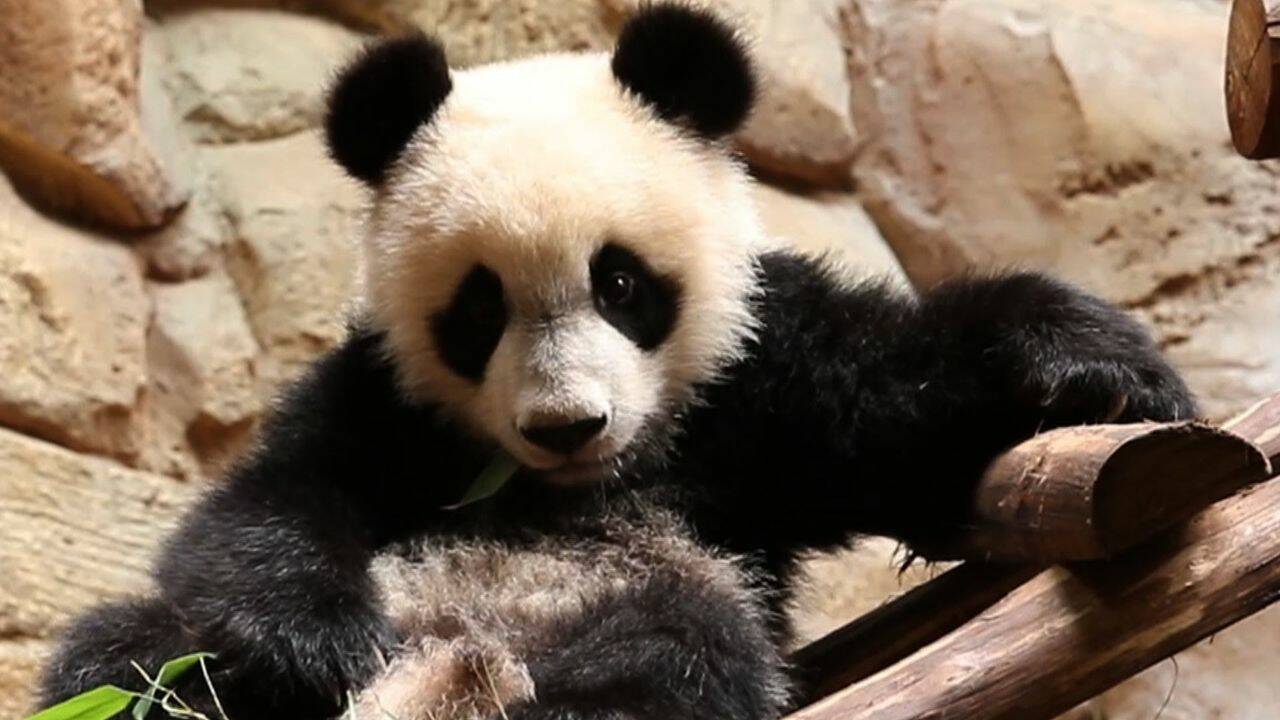 VIDÉO – Au zoo de Beauval, Yuan Meng le panda fête son premier anniversaire