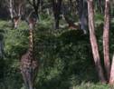 Kenya: la girafe rejoint la liste rouge des espèces menacées