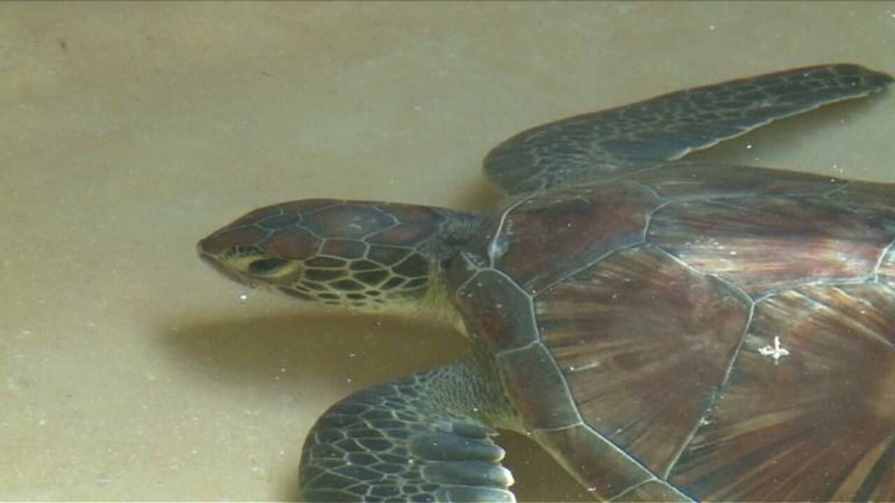 Kenya: le triste sort de tortues assaillies par le plastique