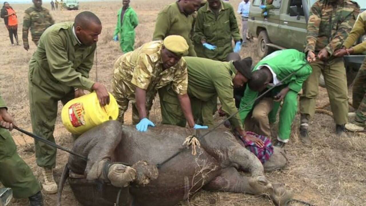 Kenya: opération encochage d'oreilles pour les rhinocéros