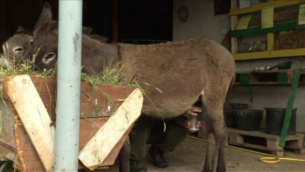 L'âne des Balkans cherche son salut dans le lait