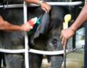 L'éléphanteau de Singapour fête son premier anniversaire