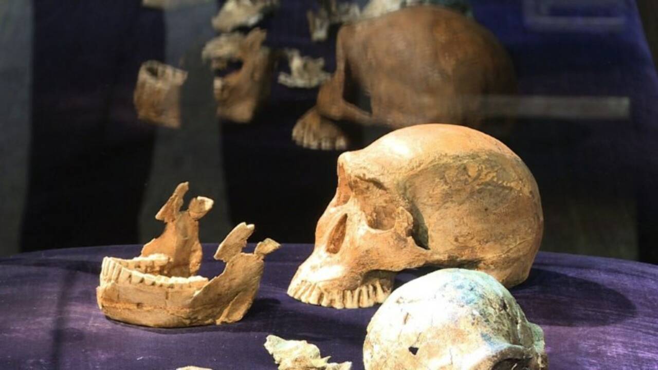 L'Homo naledi, "jeune" espèce humaine de 200 à 300 000 ans