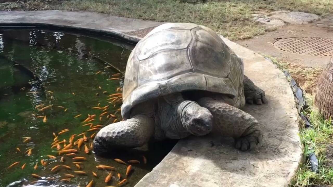VIDÉO – L’hôpital des tortues de La Réunion