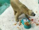 L'ours polaire du zoo de Singapour fête ses 27 ans