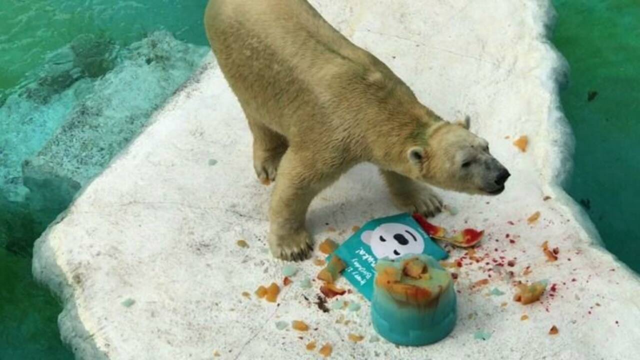 L'ours polaire du zoo de Singapour fête ses 27 ans