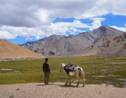 Robert, le super cheval de l'aventurier Eliott Schonfeld dans l'Himalaya