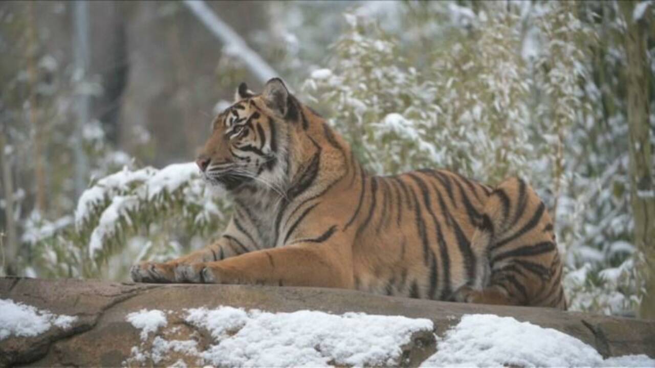 La neige fait le bonheur des animaux du zoo de Chester