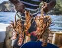 Chili : à la pêche aux langoustes, trésors de l'île Robinson Crusoé