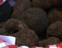 La qualité des truffes affectée à cause de la sécheresse