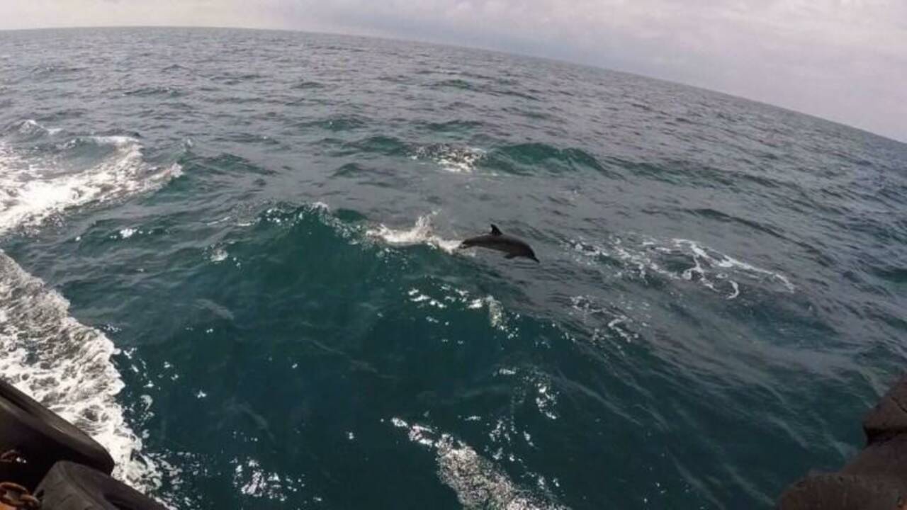 La saison meurtrière des dauphins de la mer Noire