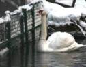 La vague de froid fait une vingtaine de morts dans les Balkans