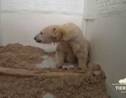 Le bébé ours polaire de Berlin a ouvert les yeux