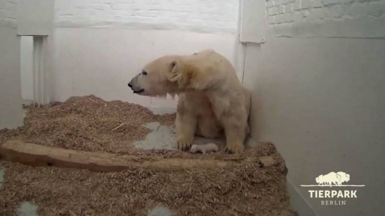 Le bébé ours polaire de Berlin a ouvert les yeux