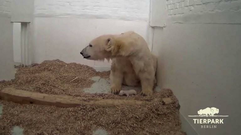 Le Zoo De Berlin Devoile Son Petit Ours Polaire Dans De Nouvelles Images Geo Fr