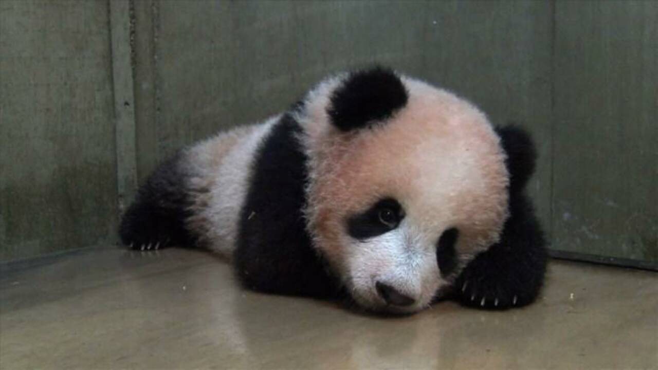 Le bébé panda de Tokyo a fêté ses 150 jours