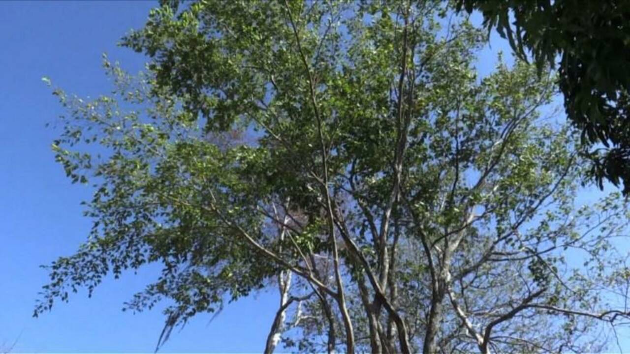 Le guaimaro, un "arbre magique" protecteur de la planète