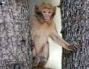 Le Maroc veut sauver le singe magot, un macaque en danger