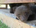 Le Monténégro s'émeut pour deux oursons orphelins