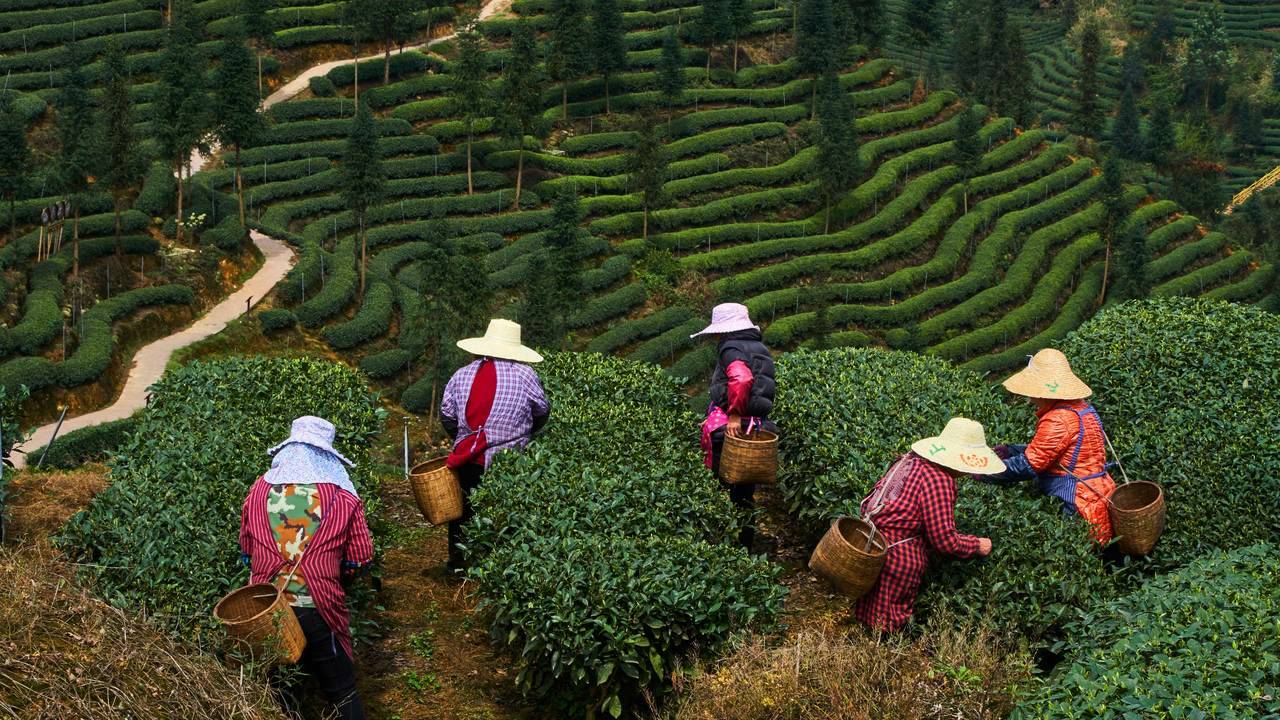 La guerre du thé ou comment la Chine a reconquis la place de premier producteur mondial : le récit de notre journaliste 