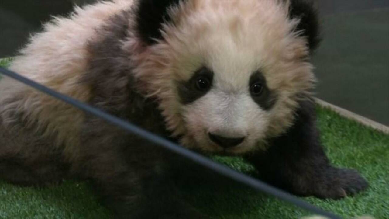 Le panda du zoo de Beauval baptisé par Brigitte Macron