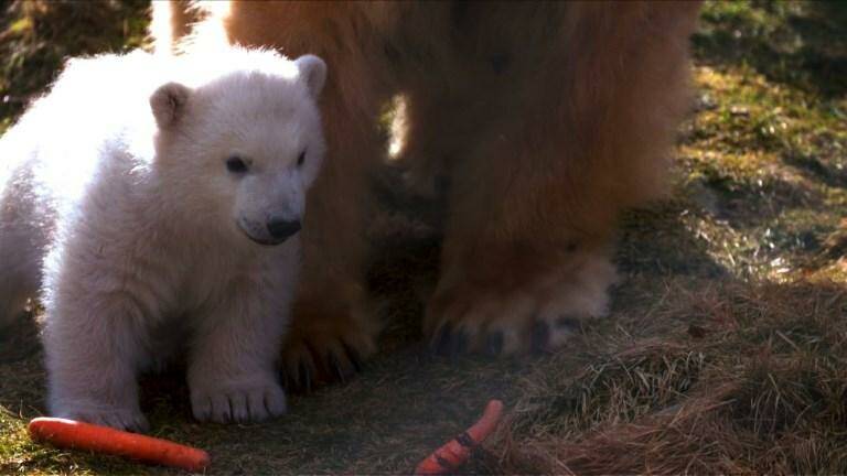 Naissance De Trois Oursons Polaires Au Parc Marineland Sur La Cote D Azur Geo Fr