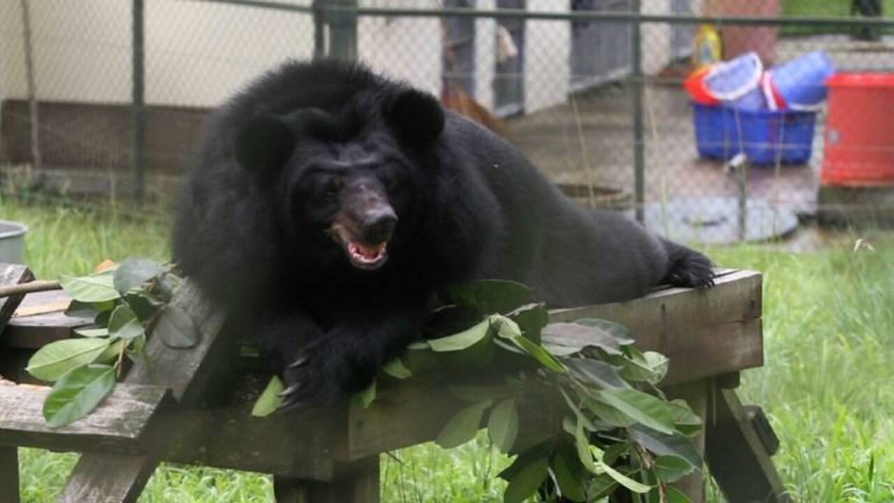 Le Vietnam va libérer 1.000 ours exploités pour leur bile