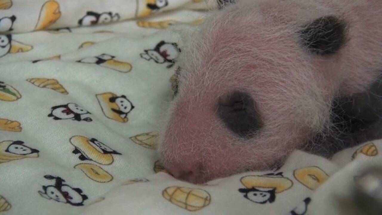 Le zoo de Tokyo donne des nouvelles de son bébé panda