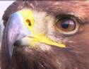 VIDÉO - Les aigles royaux, la technique anti-drone de l'armée de l'air