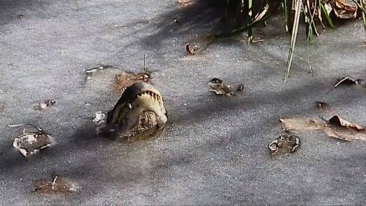 Les alligators ont leur truc pour survivre au gel