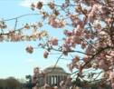 VIDÉO - Les célèbres cerisiers de Washington sont en fleurs
